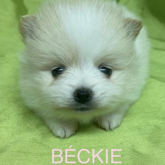 chiot Spitz allemand BÉCKIE spitz à réserver Domaine de la Chantelaie