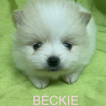 chiot Spitz allemand BÉCKIE spitz à réserver Domaine de la Chantelaie