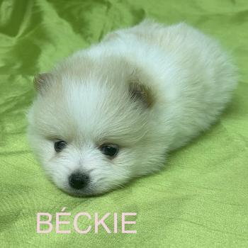 chiot Spitz allemand BÉCKIE spitz à réserver Domaine de la Chantelaie