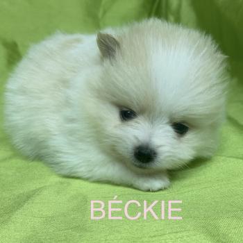 chiot Spitz allemand BÉCKIE spitz à réserver Domaine de la Chantelaie