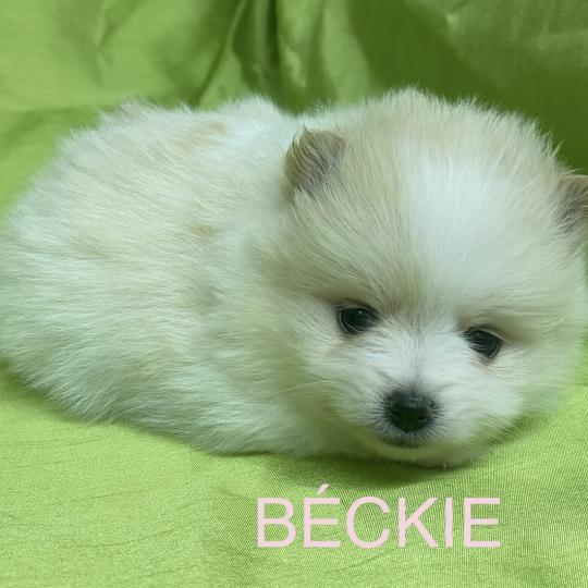 chiot Spitz allemand BÉCKIE spitz à réserver Domaine de la Chantelaie