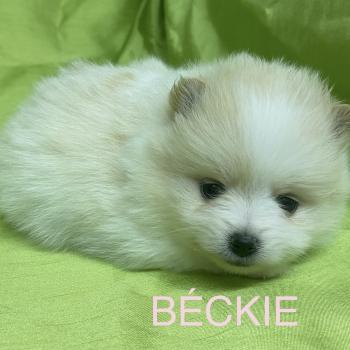 chiot Spitz allemand BÉCKIE spitz à réserver Domaine de la Chantelaie