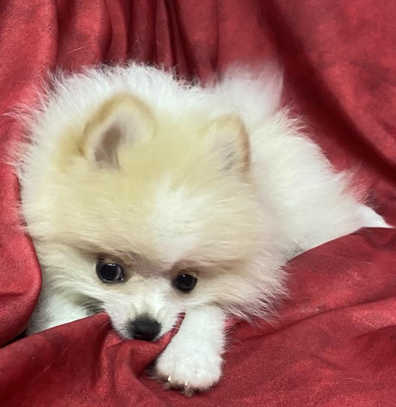 BÉCKIE spitz naine DISPONIBLE Femelle Spitz allemand