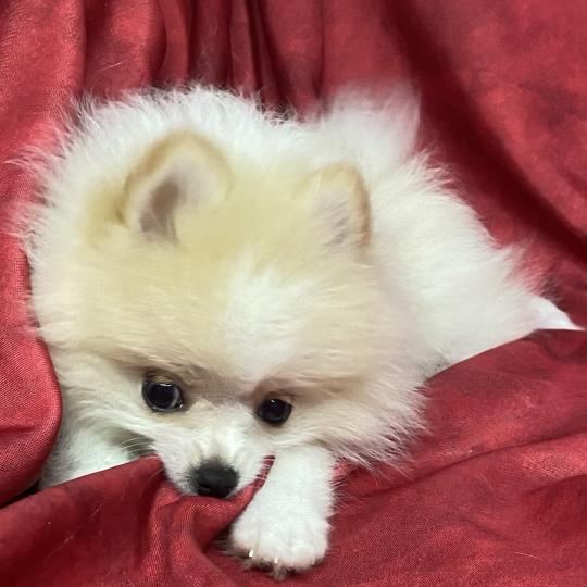 chiot Spitz allemand BÉCKIE spitz naine DISPONIBLE Domaine de la Chantelaie