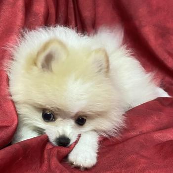 chiot Spitz allemand BÉCKIE spitz naine DISPONIBLE Domaine de la Chantelaie