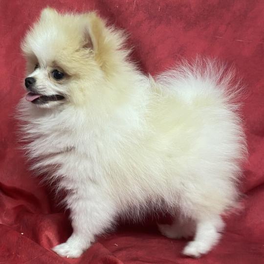 chiot Spitz allemand BÉCKIE spitz naine DISPONIBLE Domaine de la Chantelaie