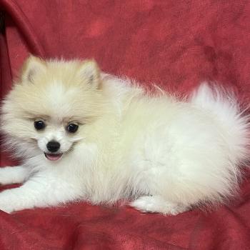 chiot Spitz allemand BÉCKIE spitz naine DISPONIBLE Domaine de la Chantelaie