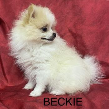 chiot Spitz allemand BÉCKIE spitz naine DISPONIBLE Domaine de la Chantelaie
