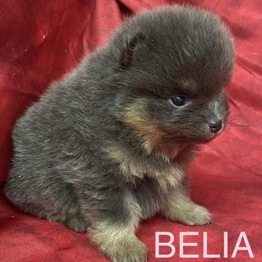 chiot Spitz allemand BELIA spitz à réserver Domaine de la Chantelaie