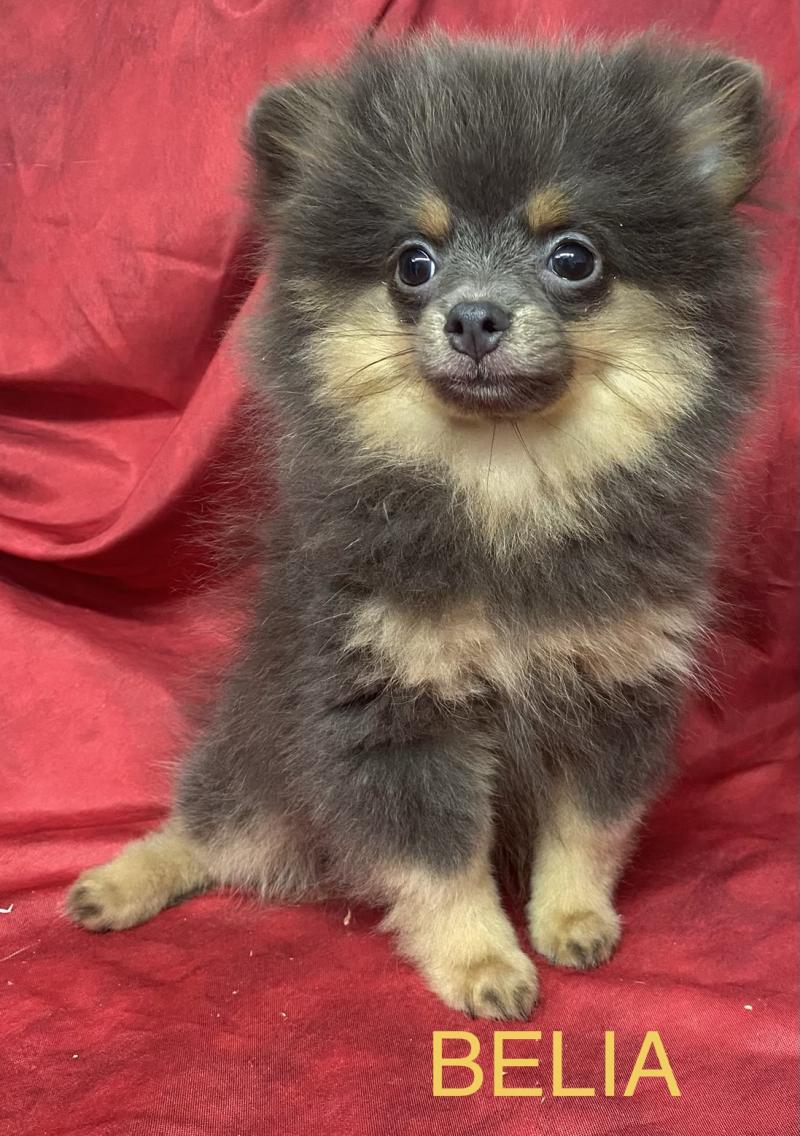 BELIA spitz naine DISPONIBLE Femelle Spitz allemand