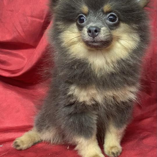 chiot Spitz allemand BELIA spitz naine disponible Domaine de la Chantelaie