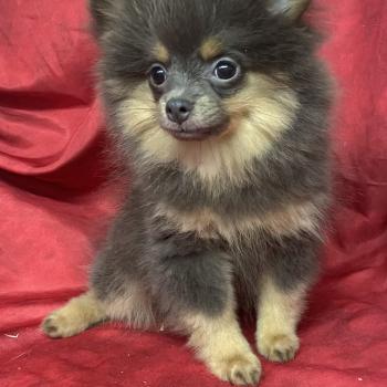 chiot Spitz allemand BELIA spitz naine disponible Domaine de la Chantelaie