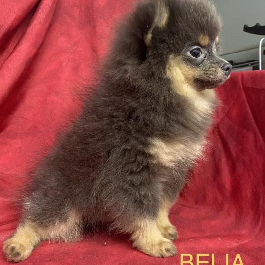 chiot Spitz allemand BELIA spitz naine disponible Domaine de la Chantelaie