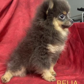 chiot Spitz allemand BELIA spitz naine disponible Domaine de la Chantelaie