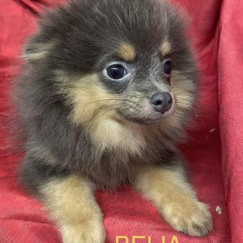 chiot Spitz allemand BELIA spitz naine disponible Domaine de la Chantelaie