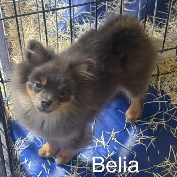 chiot Spitz allemand BELIA spitz naine DISPONIBLE Domaine de la Chantelaie