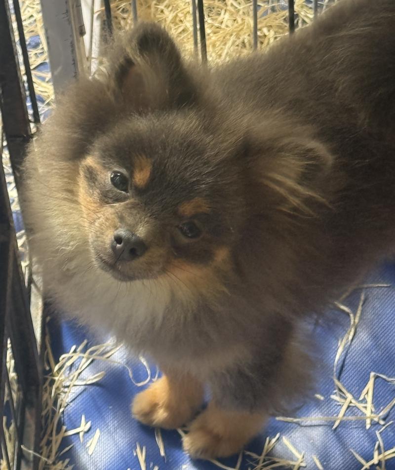 BELIA spitz naine DISPONIBLE Femelle Spitz allemand