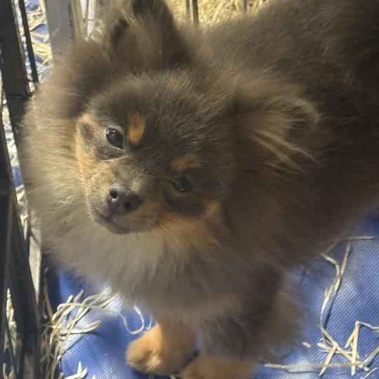 chiot Spitz allemand BELIA spitz naine DISPONIBLE Domaine de la Chantelaie