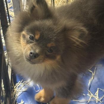 chiot Spitz allemand BELIA spitz naine DISPONIBLE Domaine de la Chantelaie