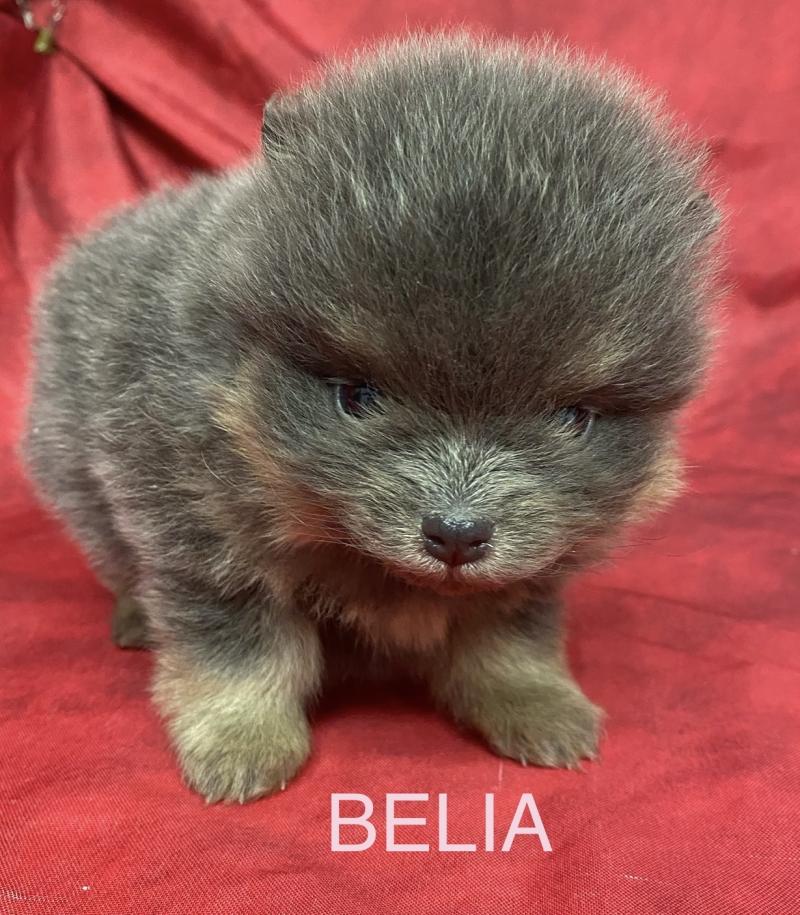 BELIA spitz à réserver Femelle Spitz allemand