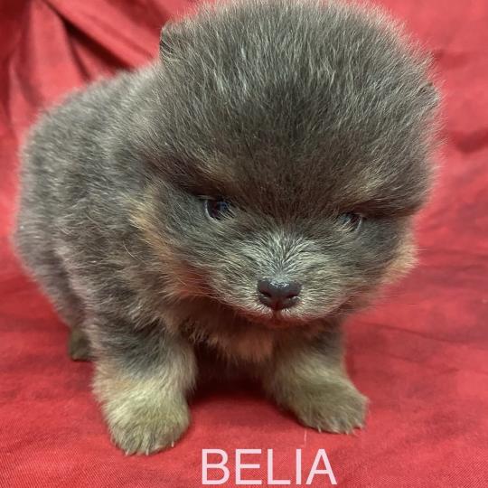 chiot Spitz allemand BELIA spitz à réserver Domaine de la Chantelaie