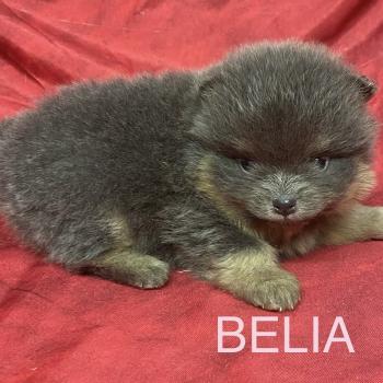 chiot Spitz allemand BELIA spitz à réserver Domaine de la Chantelaie