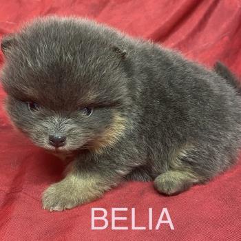 chiot Spitz allemand BELIA spitz à réserver Domaine de la Chantelaie
