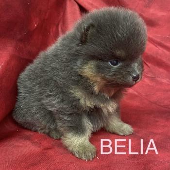 chiot Spitz allemand BELIA spitz à réserver Domaine de la Chantelaie