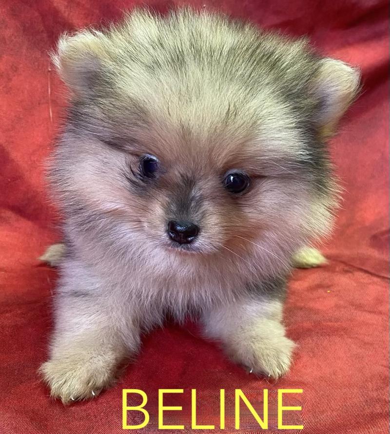 BELINE spitz nain disponible Femelle Spitz allemand