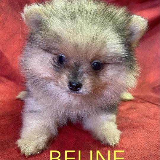 chiot Spitz allemand BELINE spitz nain disponible Domaine de la Chantelaie
