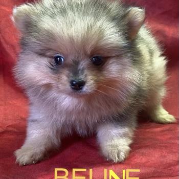 chiot Spitz allemand BELINE spitz nain disponible Domaine de la Chantelaie