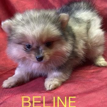 chiot Spitz allemand BELINE spitz nain disponible Domaine de la Chantelaie