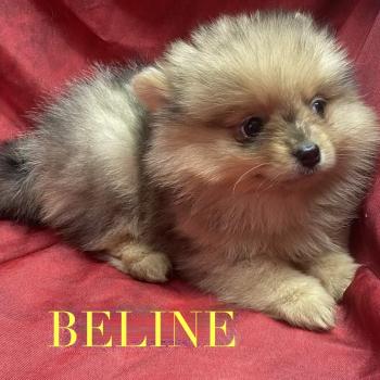 chiot Spitz allemand BELINE spitz nain disponible Domaine de la Chantelaie