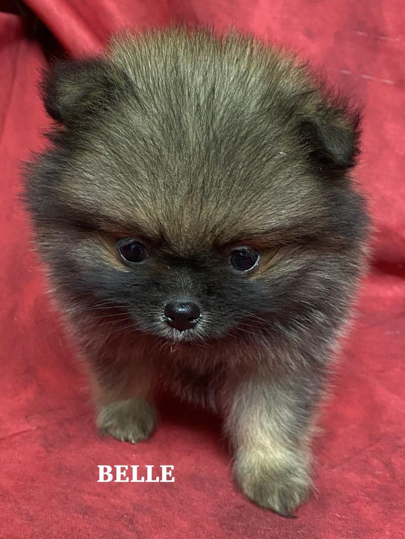 BELLE spitz naine à réserver Femelle Spitz allemand