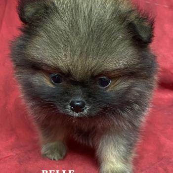 chiot Spitz allemand BELLE spitz naine à réserver Domaine de la Chantelaie