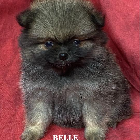 chiot Spitz allemand BELLE spitz naine à réserver Domaine de la Chantelaie