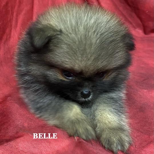 chiot Spitz allemand BELLE spitz naine à réserver Domaine de la Chantelaie