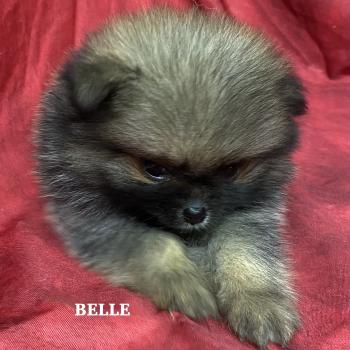 chiot Spitz allemand BELLE spitz naine à réserver Domaine de la Chantelaie