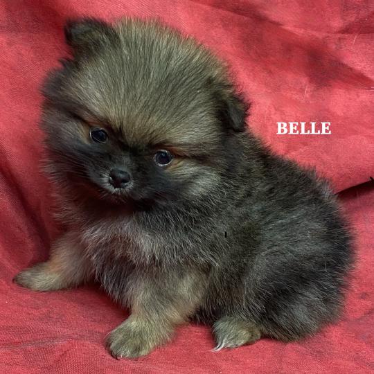 chiot Spitz allemand BELLE spitz naine à réserver Domaine de la Chantelaie