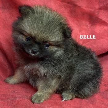 chiot Spitz allemand BELLE spitz naine à réserver Domaine de la Chantelaie