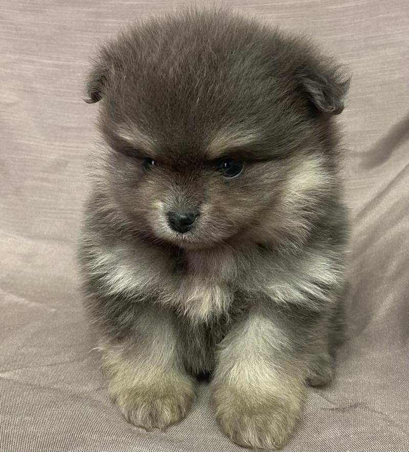 BELLE spitz naine disponible Femelle Spitz allemand