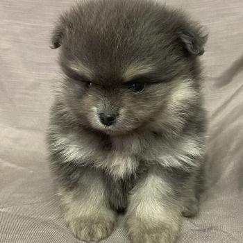 chiot Spitz allemand BELLE spitz naine disponible Domaine de la Chantelaie