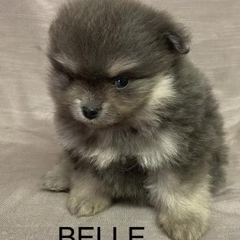 chiot Spitz allemand BELLE spitz naine disponible Domaine de la Chantelaie