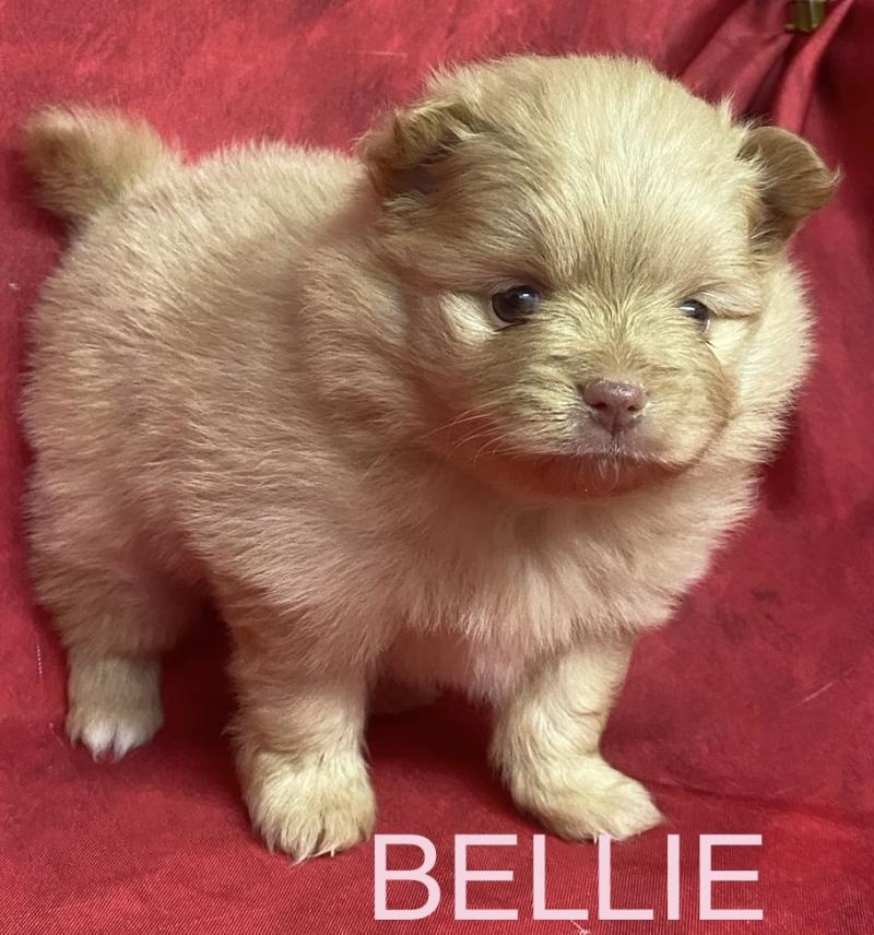 BELLIE spitz à réserver Femelle Spitz allemand