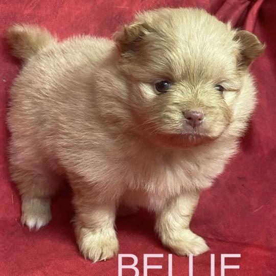 chiot Spitz allemand BELLIE spitz à réserver Domaine de la Chantelaie