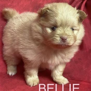 chiot Spitz allemand BELLIE spitz à réserver Domaine de la Chantelaie