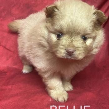 chiot Spitz allemand BELLIE spitz à réserver Domaine de la Chantelaie