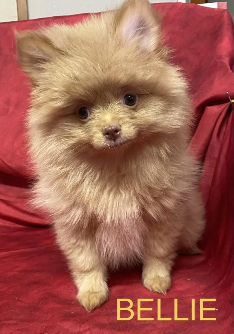 BELLIE spitz DISPONIBLE Femelle Spitz allemand