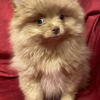 chiot Spitz allemand BELLIE spitz disponible Domaine de la Chantelaie