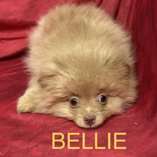 chiot Spitz allemand BELLIE spitz disponible Domaine de la Chantelaie